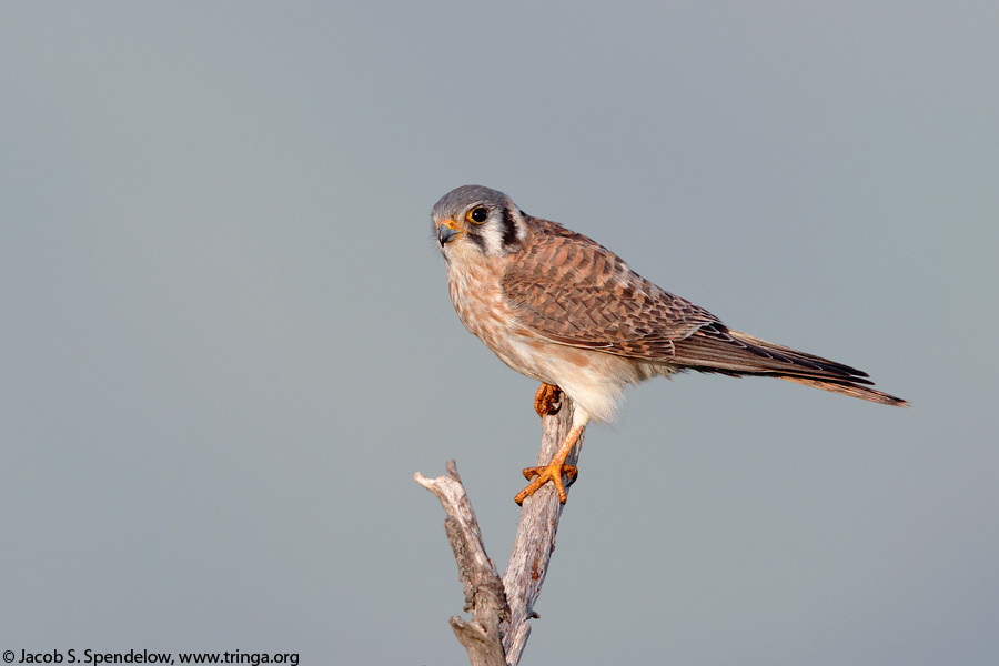 American Kestrel