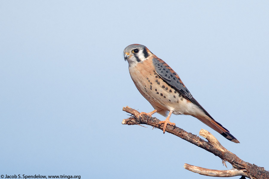 American Kestrel