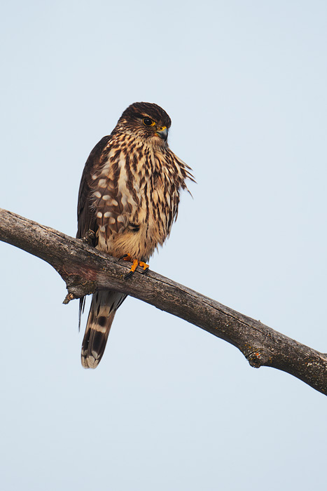 Merlin (taiga race)