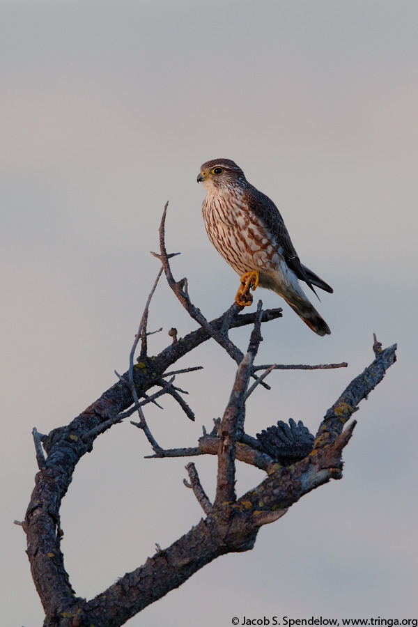 Merlin (taiga race)