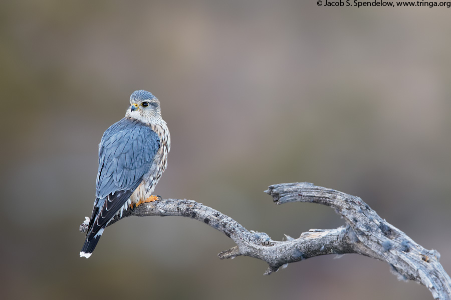 Merlin (prairie race)