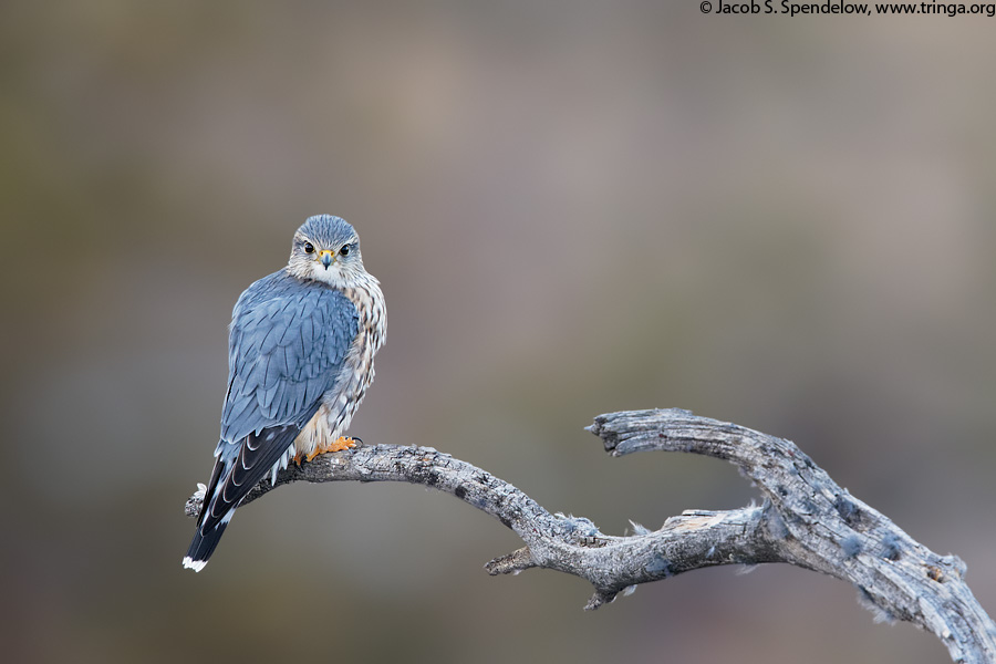 Merlin (prairie race)