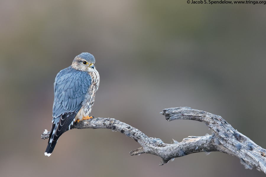 Merlin (prairie race)