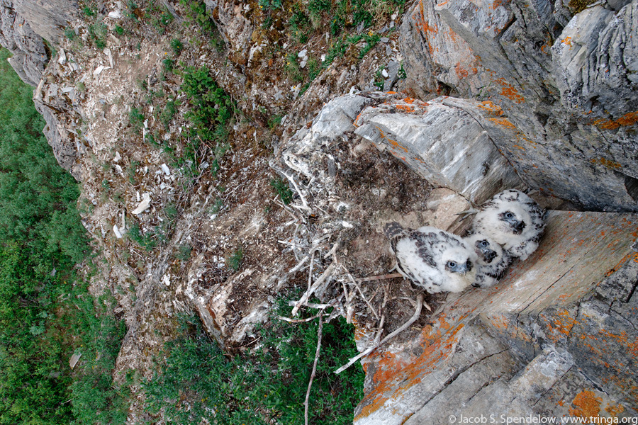 Gyrfalcon