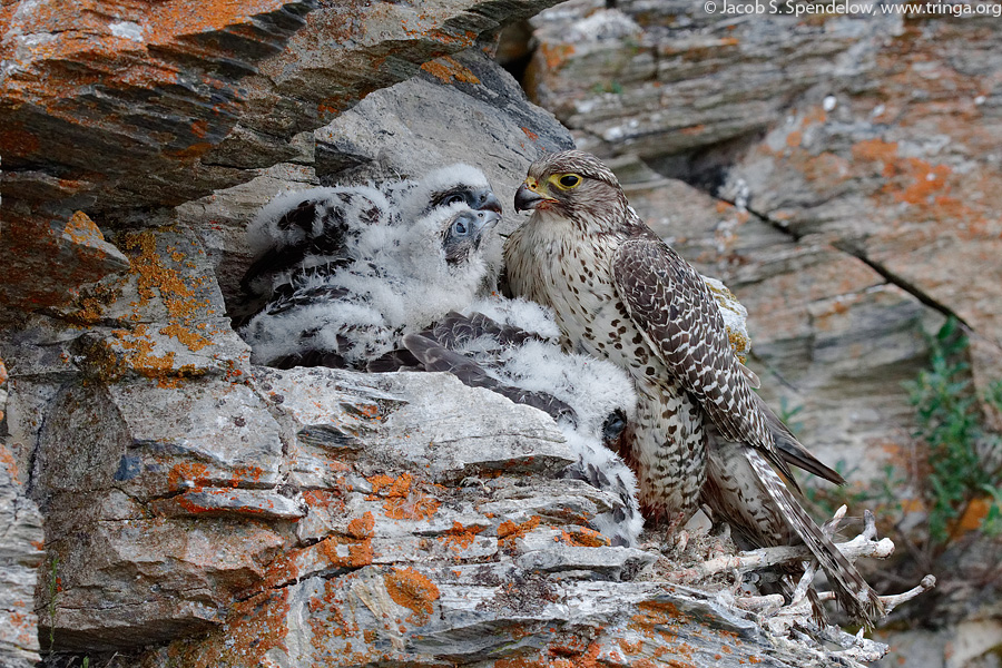 Gyrfalcon