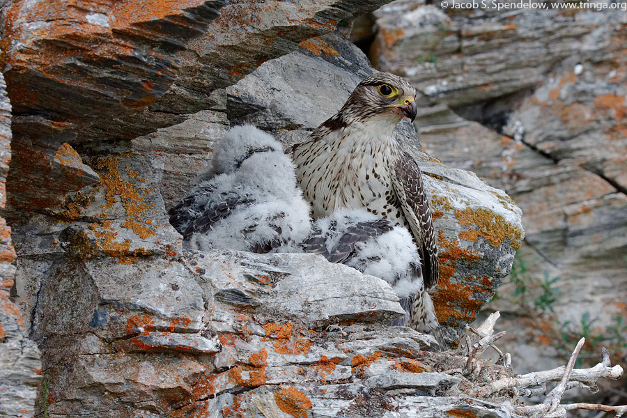 Gyrfalcon