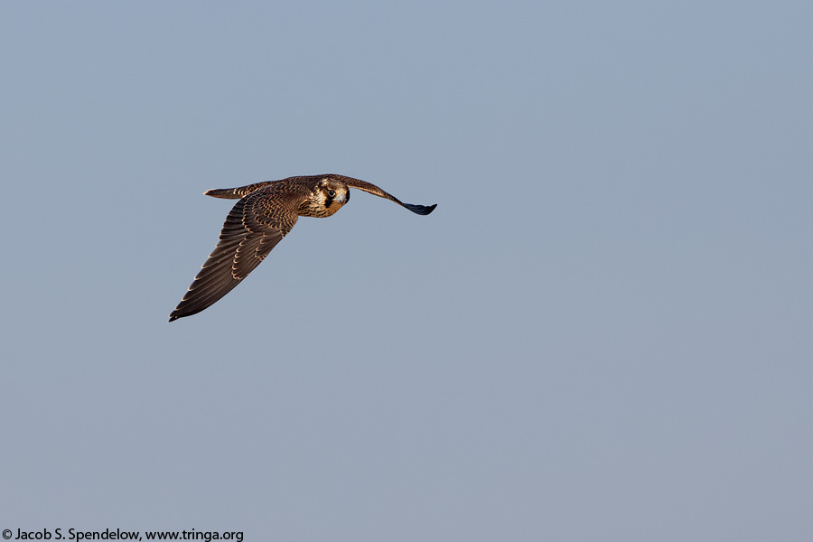 Peregrine Falcon