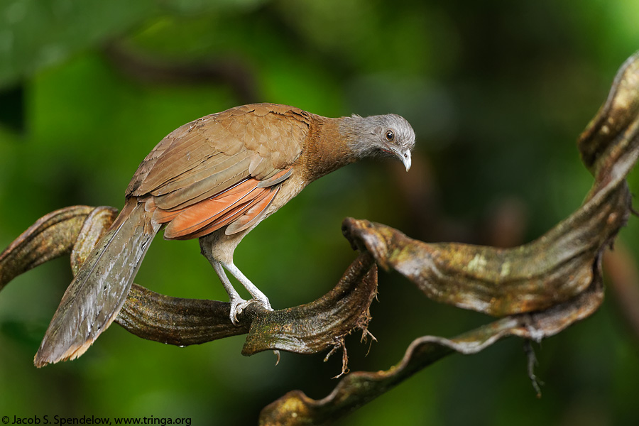 Gray-headed Chachalaca