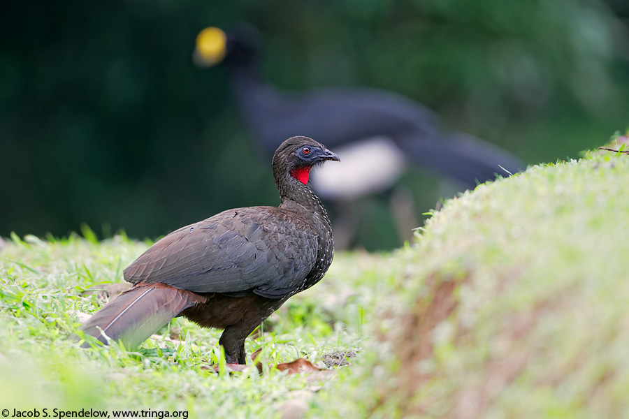 Crested Guan