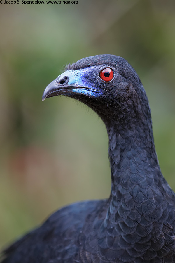 Black Guan