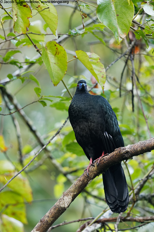 Black Guan