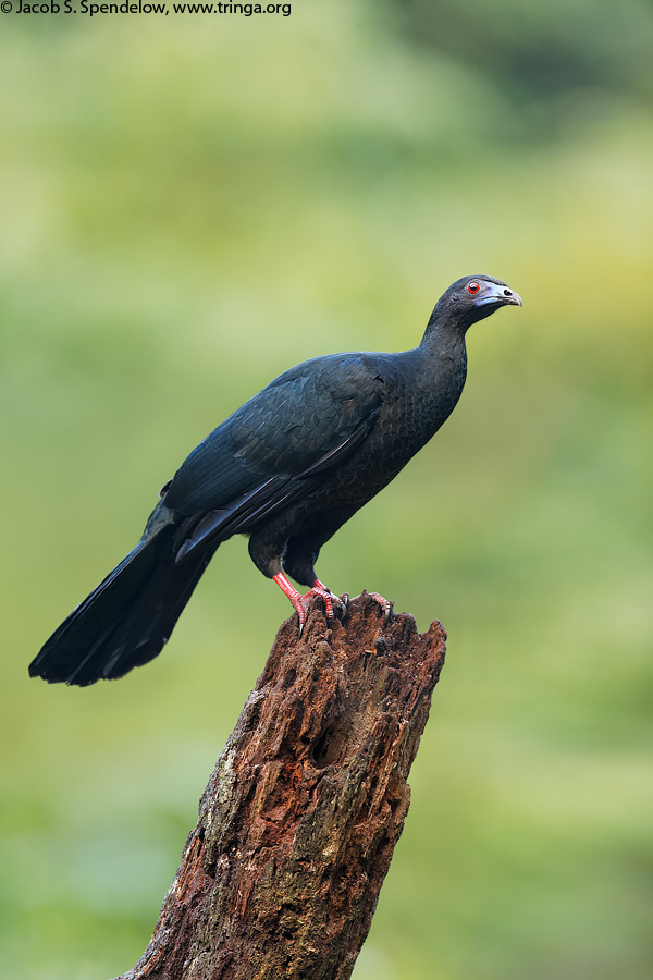 Black Guan