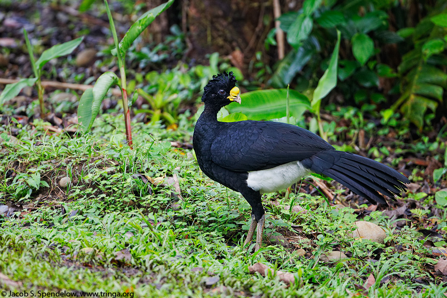 Great Curassow