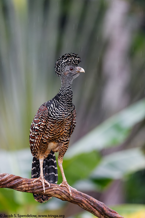 Great Curassow