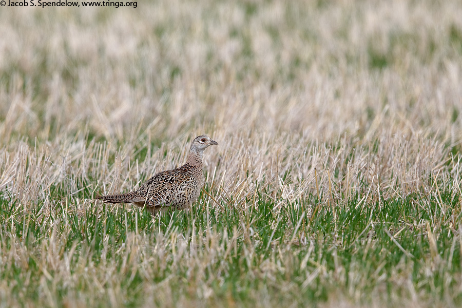 Ring-necked Pheasant