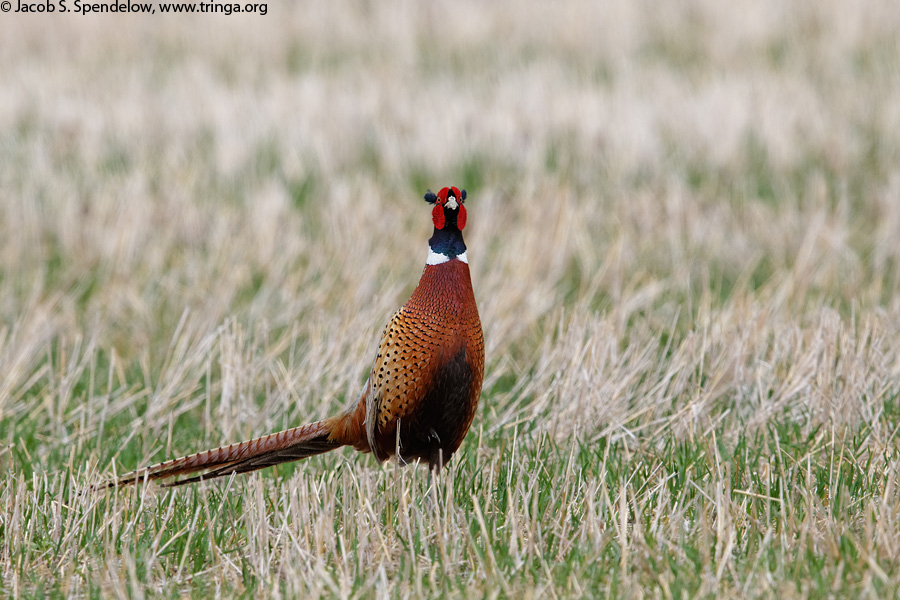 Ring-necked Pheasant