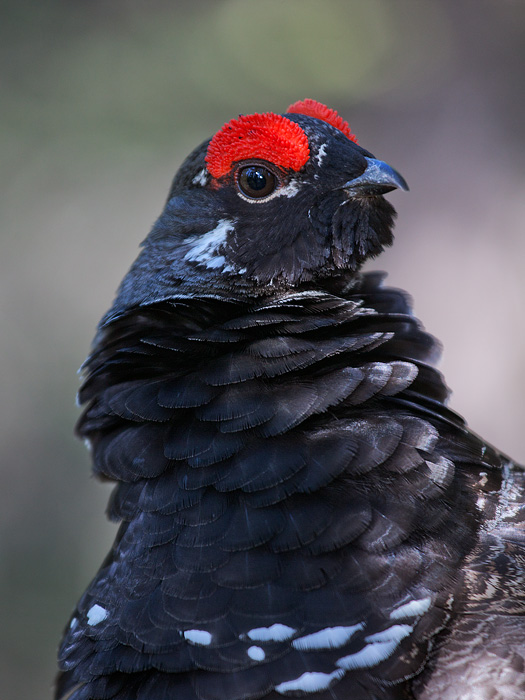 Spruce Grouse