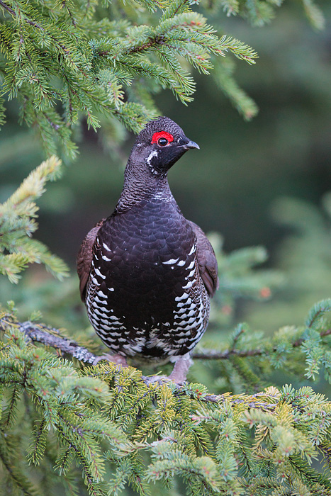 Spruce Grouse