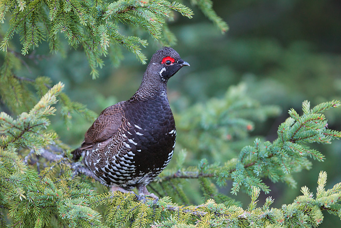 Spruce Grouse