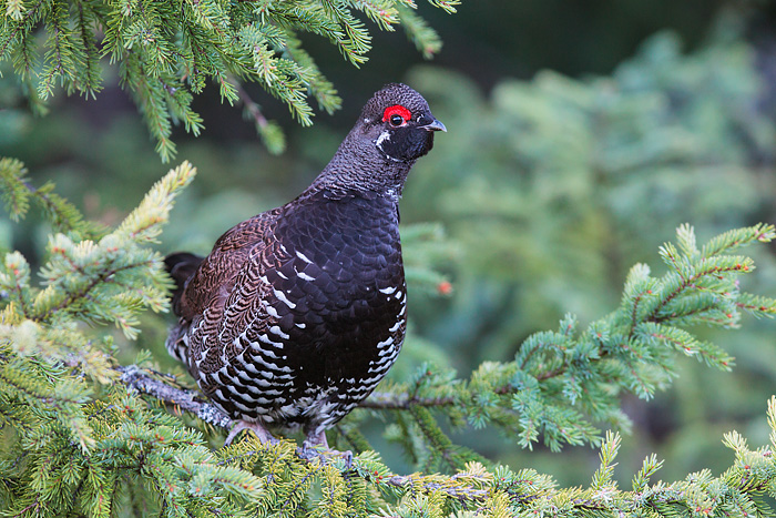 Spruce Grouse