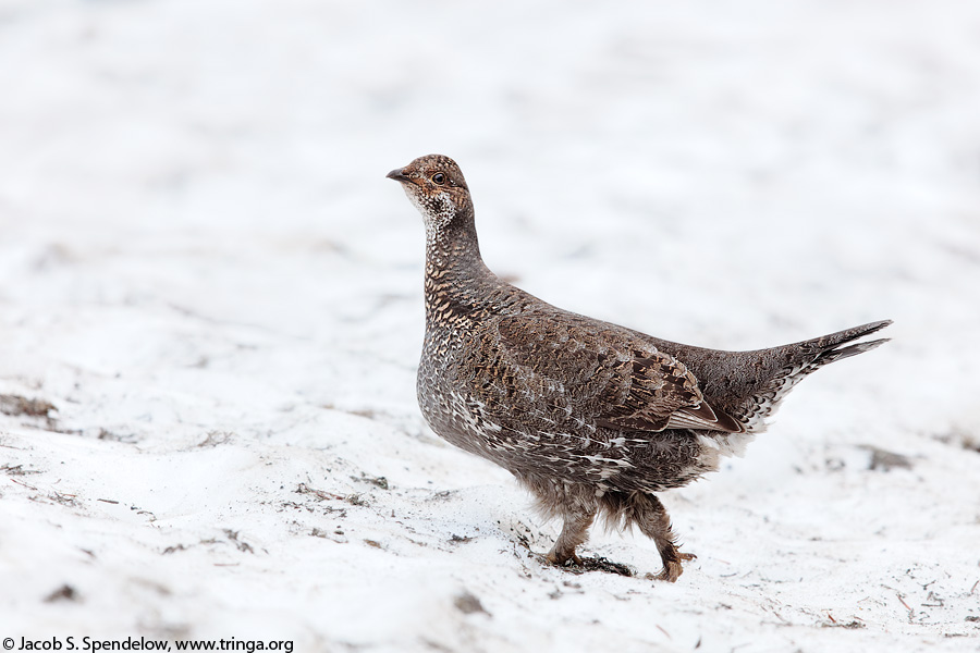 Sooty Grouse