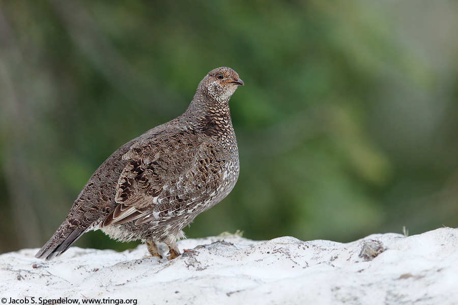 Sooty Grouse