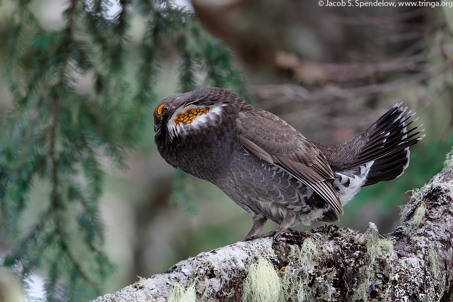 Sooty Grouse