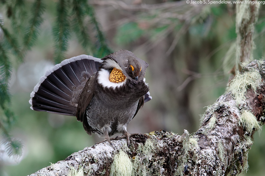 Sooty Grouse