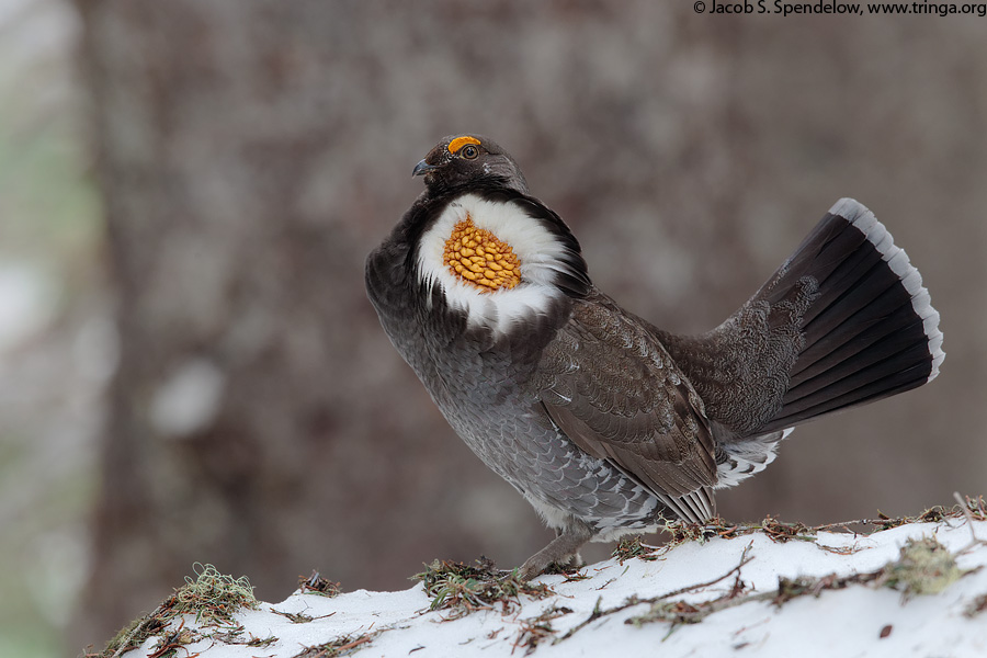 Sooty Grouse