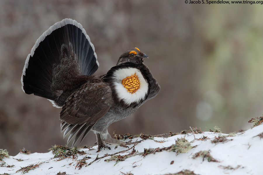 Sooty Grouse