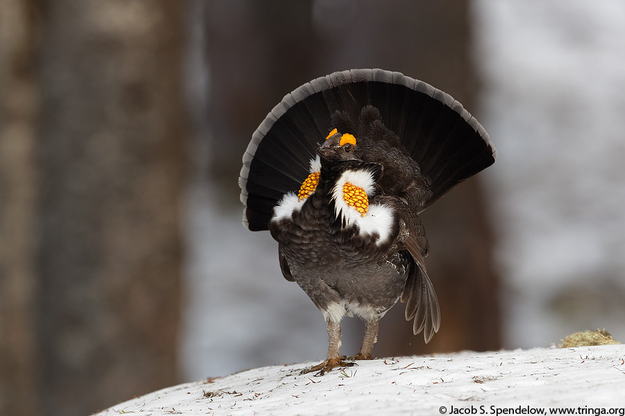 Sooty Grouse