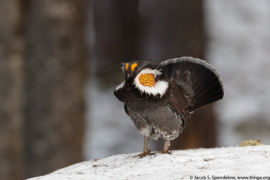 Sooty Grouse