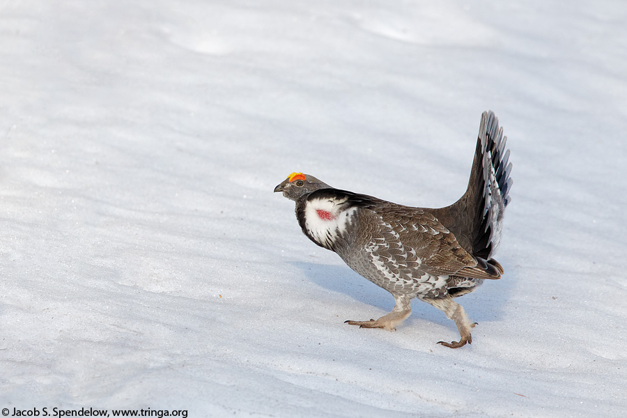 Dusky Grouse