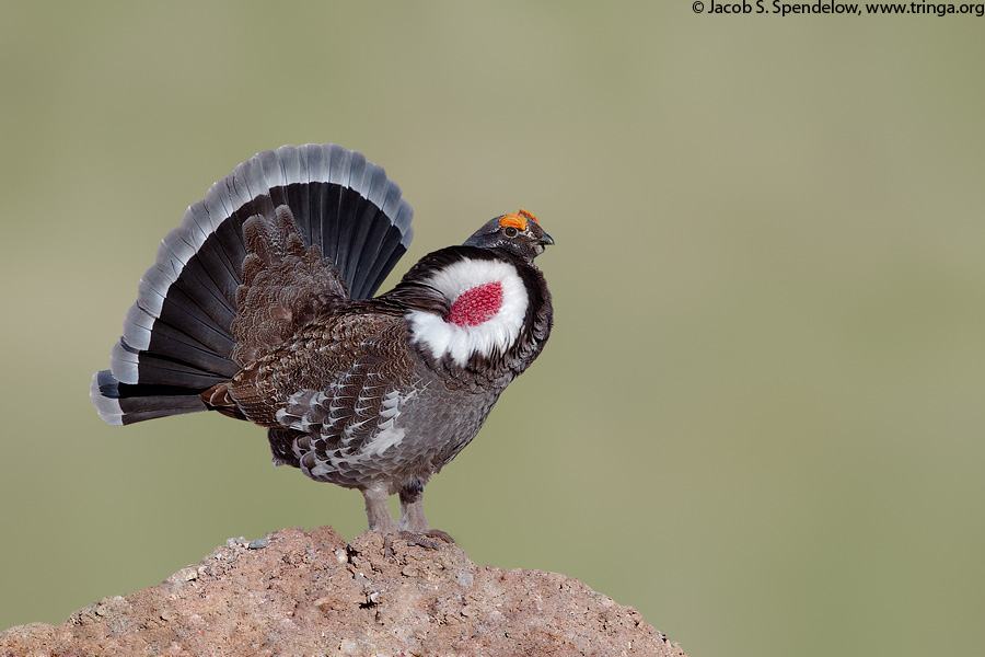 Dusky Grouse