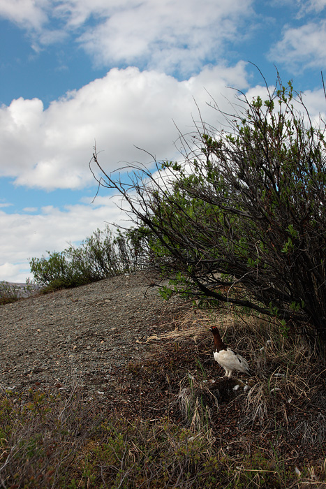 Willow Ptarmigan