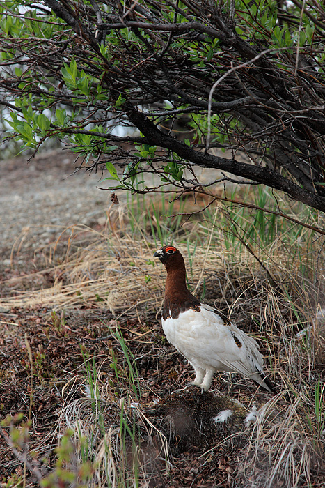 Willow Ptarmigan