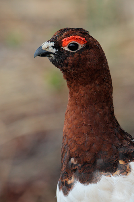 Willow Ptarmigan