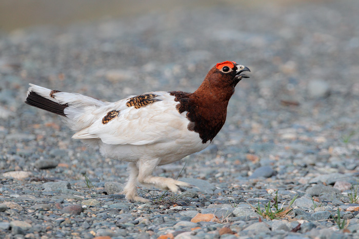 Willow Ptarmigan