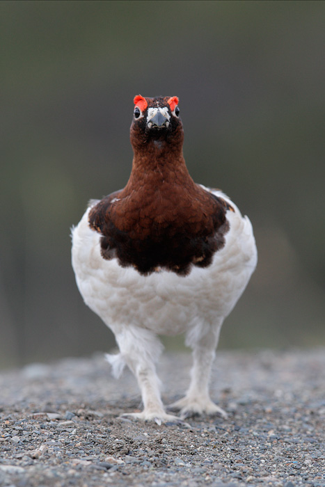 Willow Ptarmigan