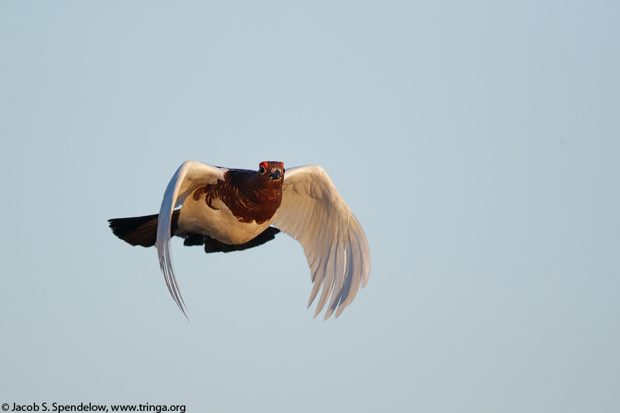 Willow Ptarmigan