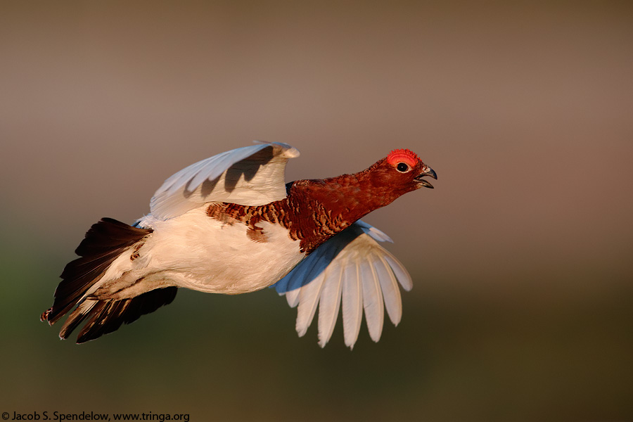 Willow Ptarmigan