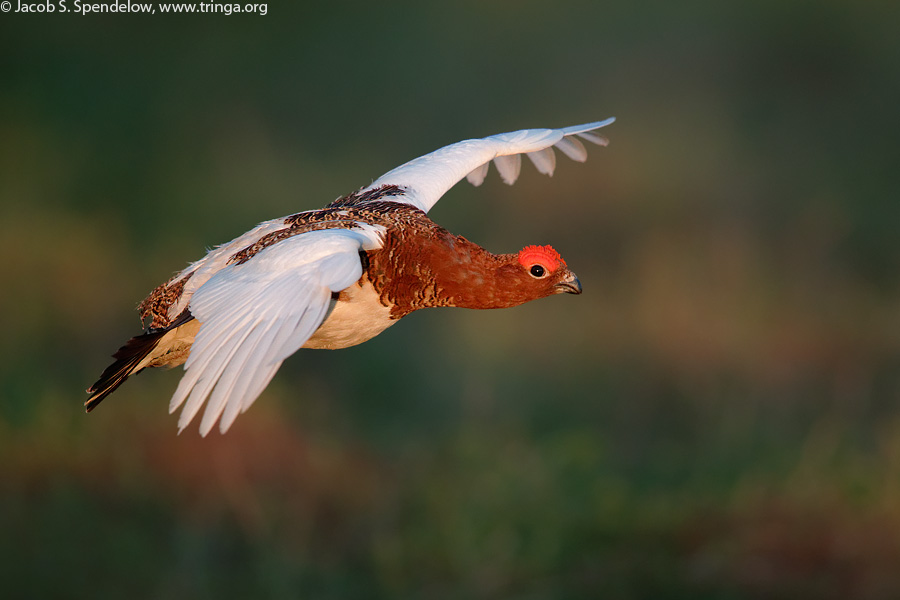 Willow Ptarmigan