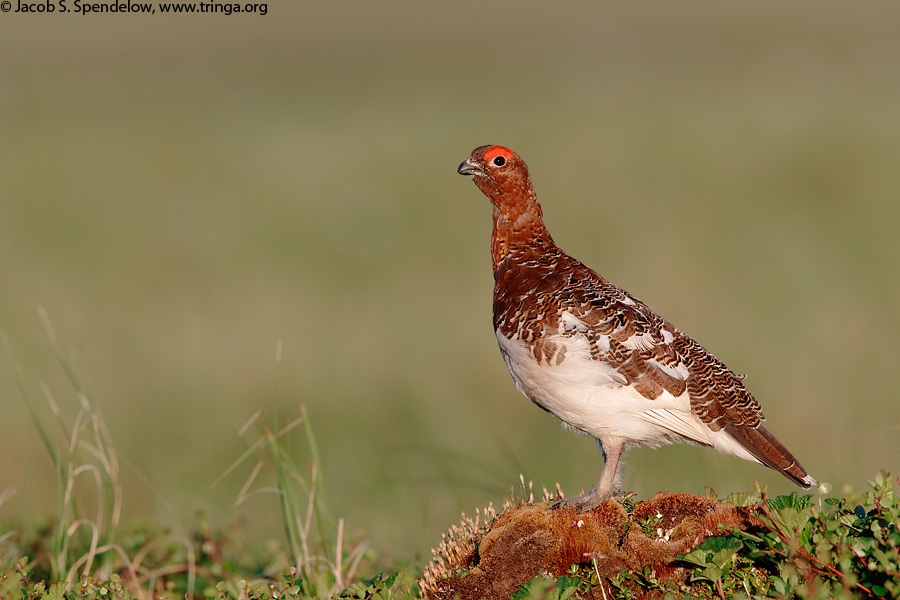 Willow Ptarmigan