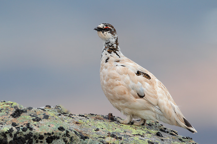 Rock Ptarmigan