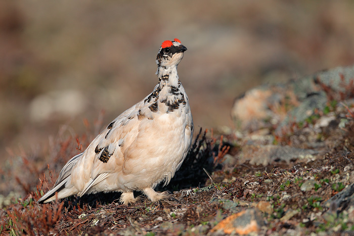 Rock Ptarmigan