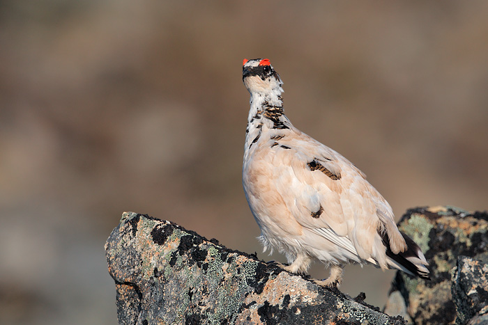 Rock Ptarmigan