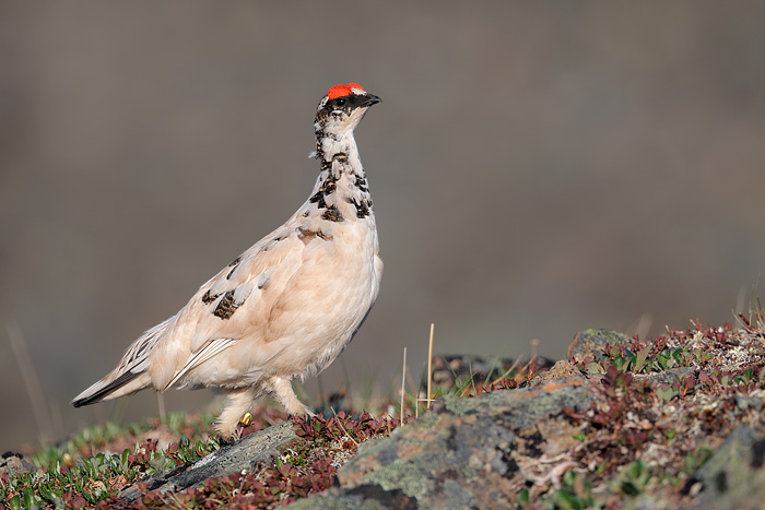 Rock Ptarmigan