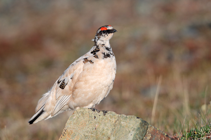 Rock Ptarmigan