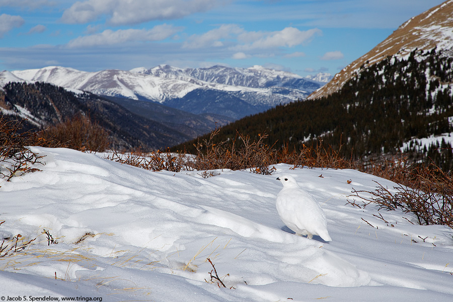 White-tailed Ptarmigan