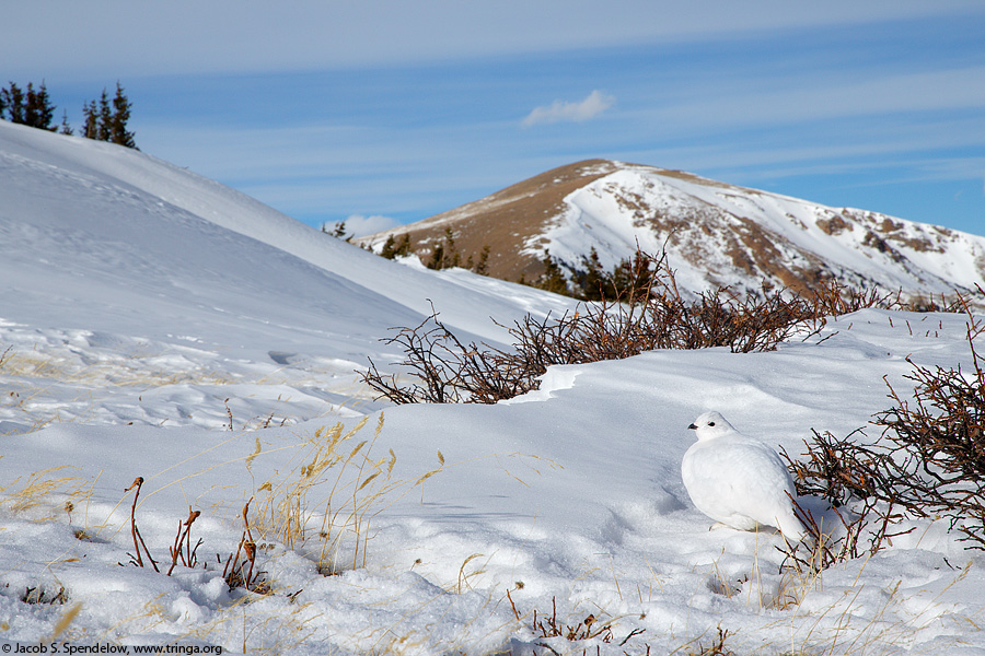 White-tailed Ptarmigan